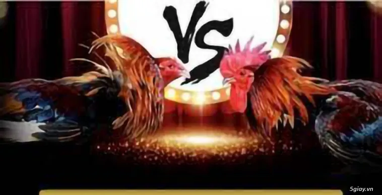 Đá Gà ABC8: Sân Chơi Kê Chiến Trực Tiếp Đẳng Cấp