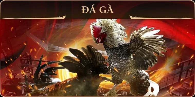 Hướng Dẫn Cách Chơi Đá Gà GA28 Tại ABC8 Chi Tiết Nhất