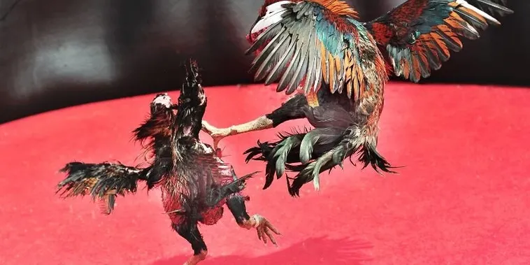 Hướng Dẫn Cách Chơi Đá Gà Sabong Tại ABC8 Chi Tiết Cho Kê Thủ