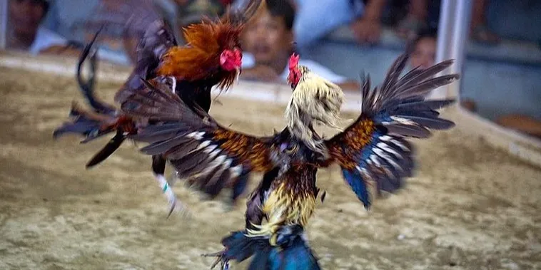 Hướng Dẫn Cách Chơi Đá Gà Sabong Tại ABC8 Chi Tiết Cho Kê Thủ